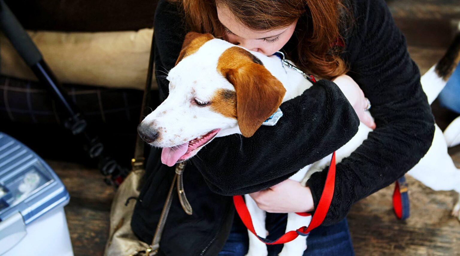 Available Dogs – Rhode Home Rescue